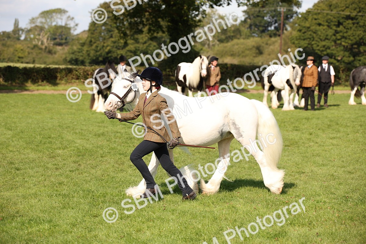 SBM_62239 - S55 - Traditional Cob In Hand