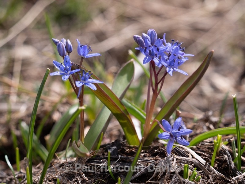 Alpine Squill (Scilla bifolia)  - Gargano - Wild Flowers