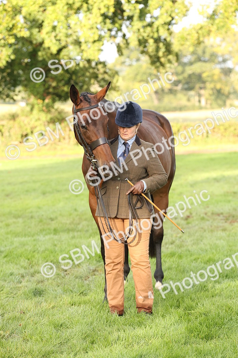 SBM_54968 - S52 - Riding Horse & Hack & thoroughbred In Hand