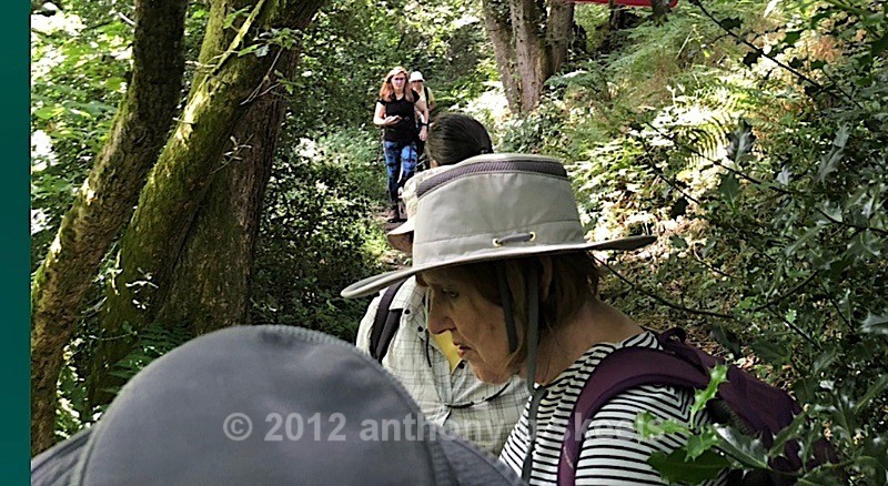 080 Regrouping  at the edge of Low Wood - York Minster Walkers Collection 2024