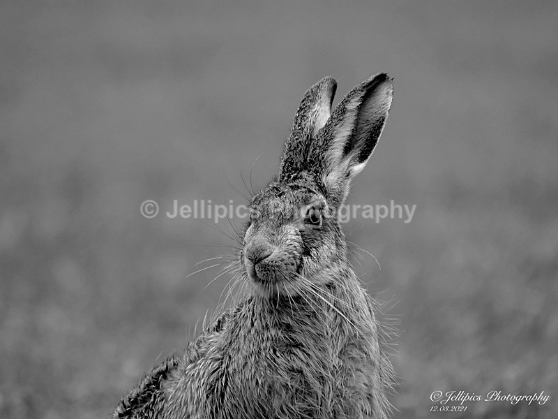  - Wildlife and Nature