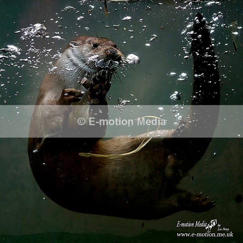 Euroasian Otter 291012 - Nature
