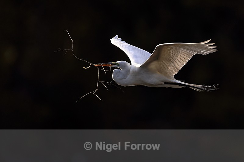 Great Egret flying, dark background - Venice Rookery, Florida - Great Egret