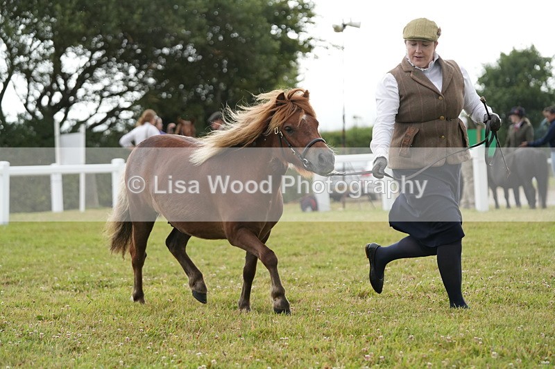 DSC04583 - Class 46: NPS Shetland Youngstock