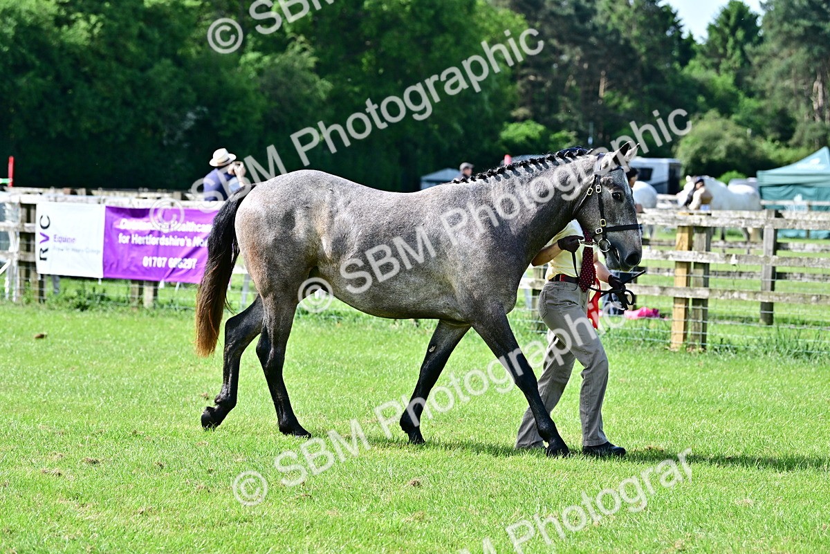 SBM_03355 - Class 50 - 54 Light Horse Breeding