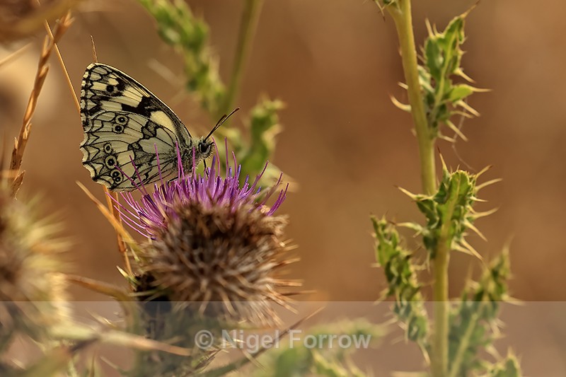 Marbled White feeding, Seacombe, Dorset - INSECTS