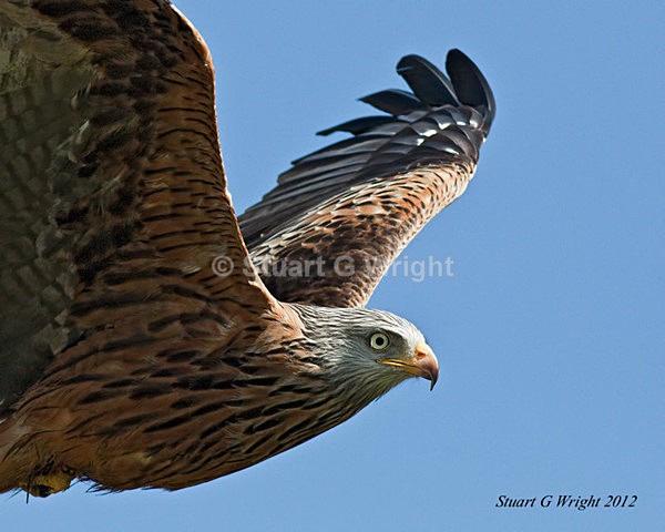 21 - Wild Birds of Prey Inc. Owls
