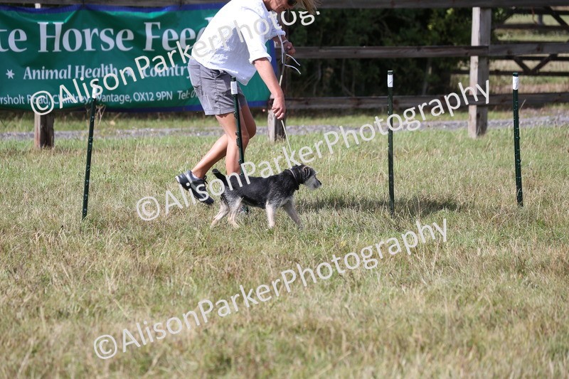 20260906-3405 - Class 34 - Dog Agility