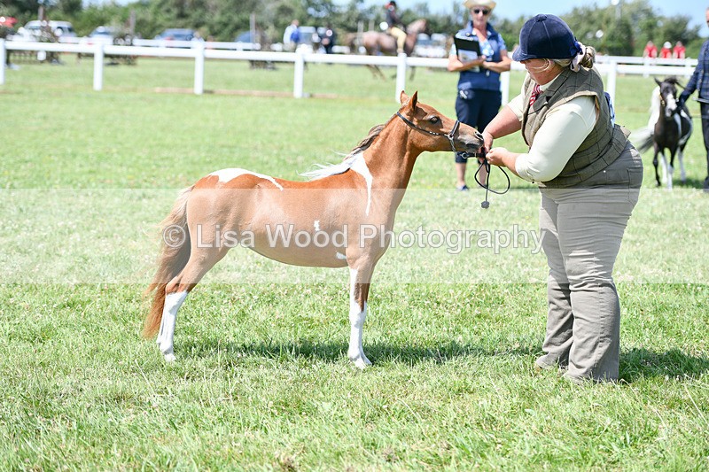 DSC_7350 - Class 62: Coloured Pony Youngstock