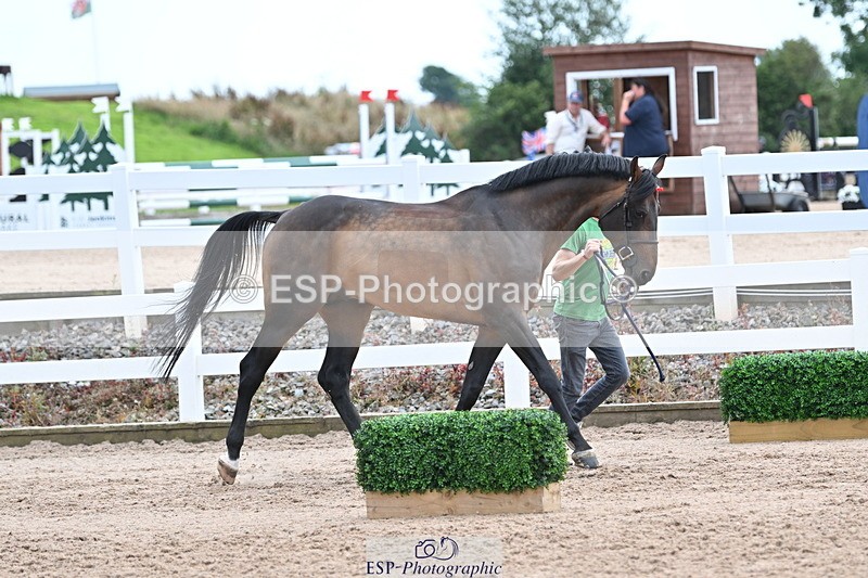 240717A-143113-02101 - Trot Up 2pm to 3pm - This folder is not in time order