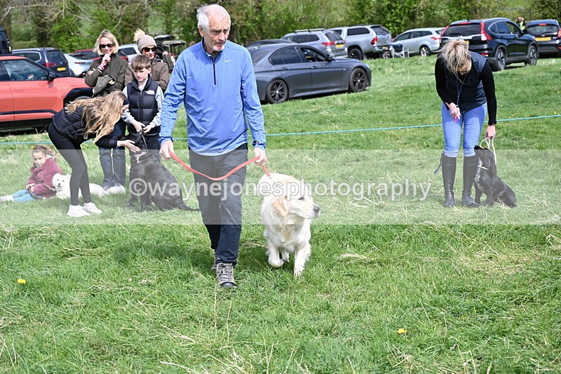 WJ6_9039 - Class 8 Best Working / Gun Dog or Bitch