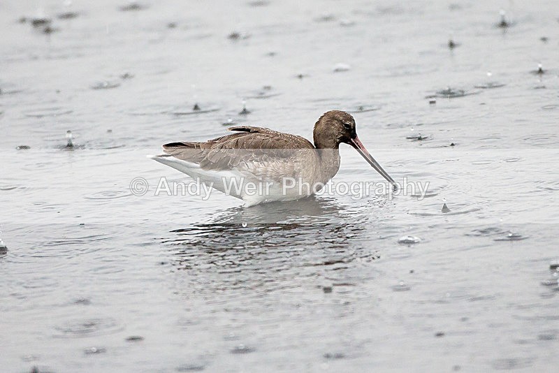 20140929-3K8A6120 - Black Tailed Godwit