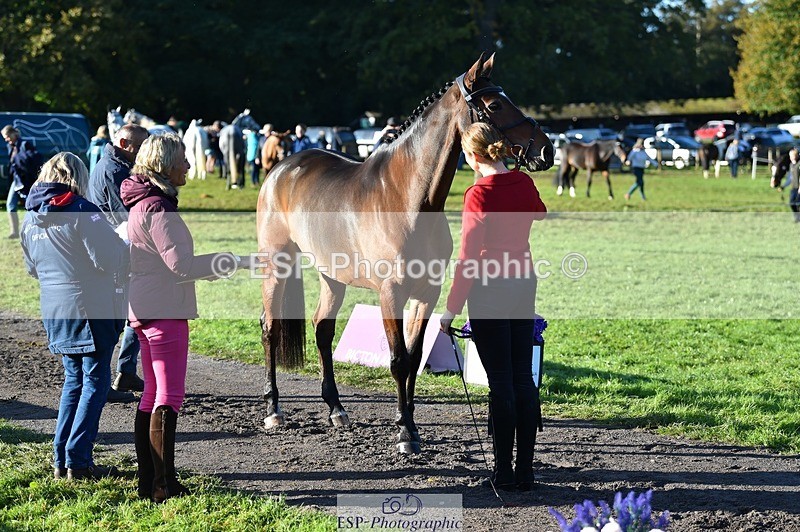 231022-095242-22087 - 507-EDGEDALE.BLUE.LADY-Katie.Lavin-TrotUp+SJ