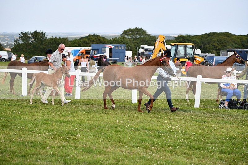 DSC_8638 - Classes 70 and 71: NPS Show Pony Brrod Mare and Foal