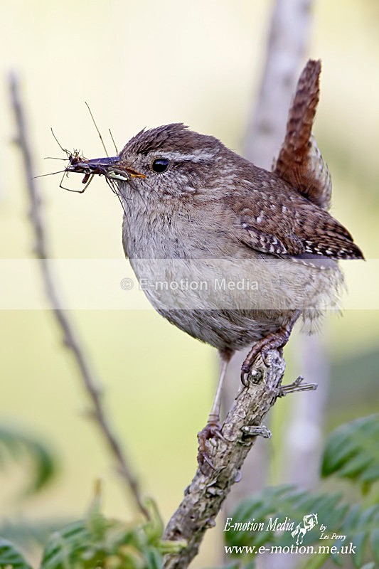 Wren 050609 1 - Nature
