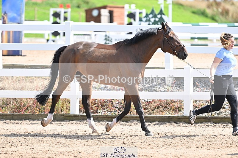 240717A-151616-02702 - Trot Up 3pm to 4pm