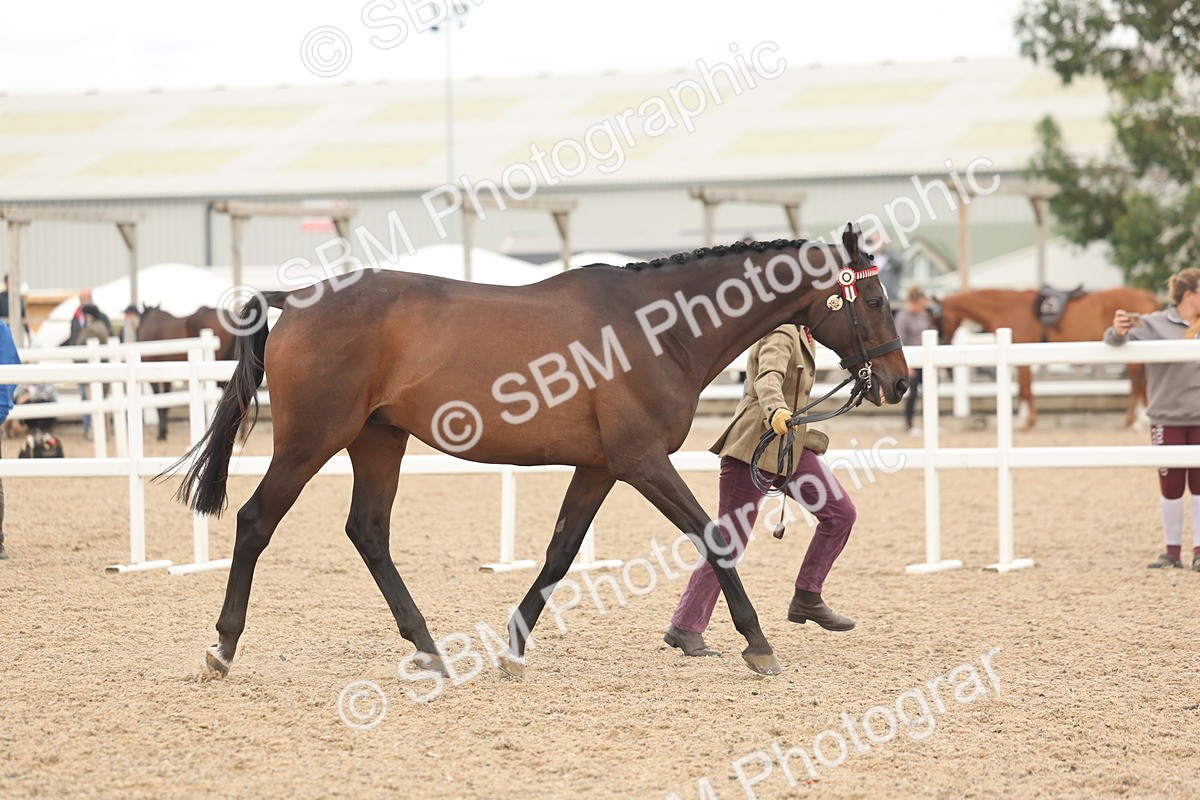 SBM_17057 - Class 313 - IH Retired Racehorse