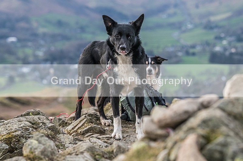 Loughrigg-16 - Loughrigg Fell Race, Wednesday 8th April 2026