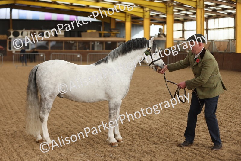 20251109-0536 - Class 20 - Stallions 4 Years and over