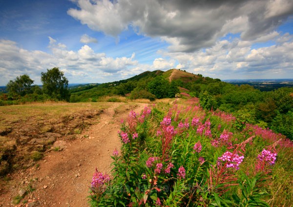 Willowherb Summer - The Malvern Hills