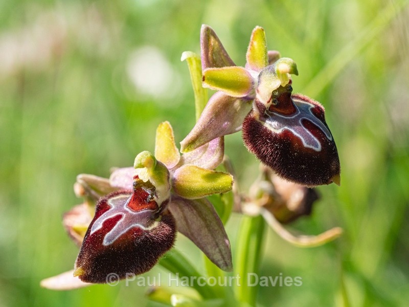 Ophrys x corturii  `hybrid Ophrys between O. holoserica subsp apulica x O. passionis subsp. garganica. - Gargano - Wild Orchids