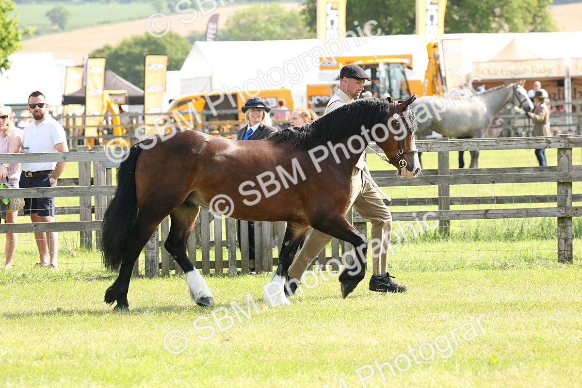 SBM_02058 - Class 6-13 - Mountatin and Moorland In Hand Welsh Breeds