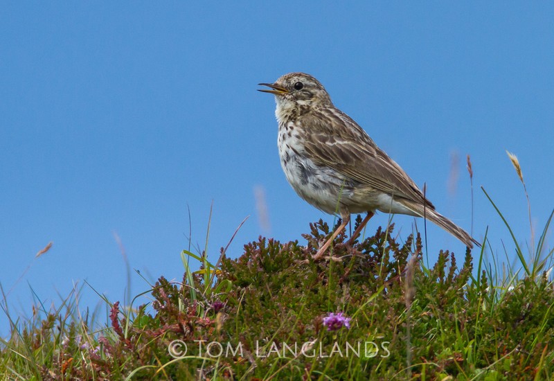 Meadow Pipit - All Other Birds