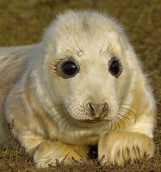 GREY SEAL PUP 5-7 HOURS OLD - GREY SEALS & PUPS GALLERY