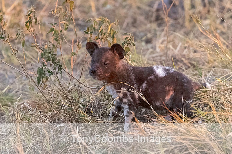 Wild Dog Pup - Botswana ~ The Mammals