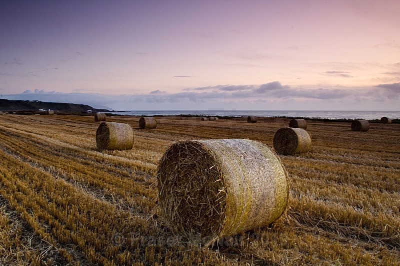 Hay field_3967 - Bellochanty