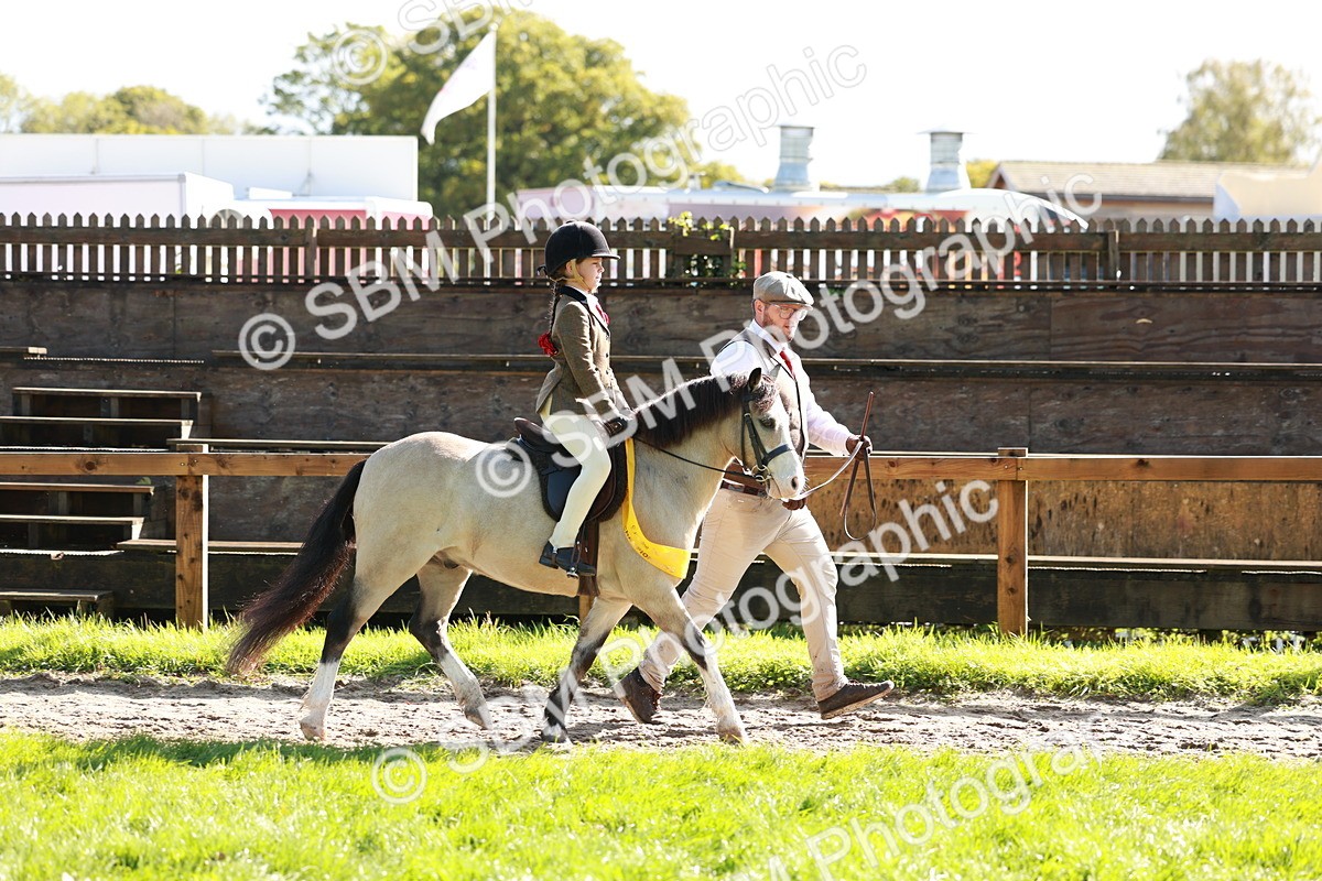 SBM_42118 - S32 - Mountain & Moorland Working Hunter Pony