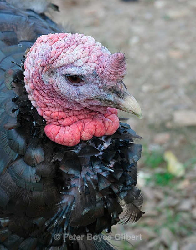 Gobbler2 - Flora & Fauna