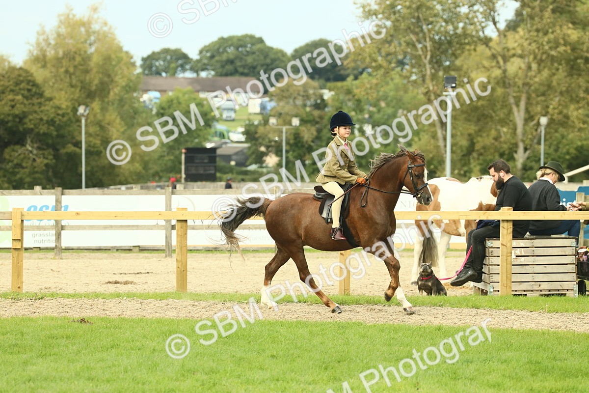 SBM_69888 - S59 - Mountain & Moorland Ridden Small Breeds