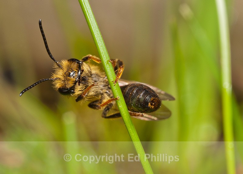 Andrena bucephala (m) - Andrena bucephala
