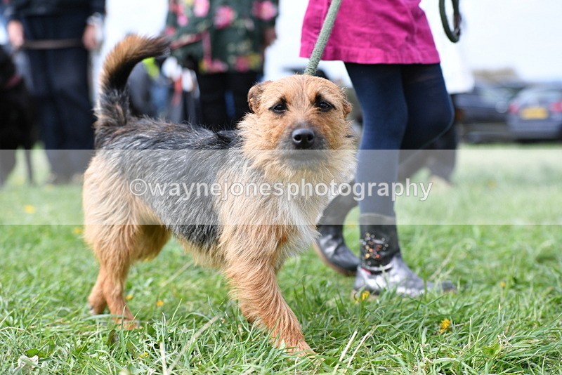 WJ5_0329 - Class 7 Best Terrier