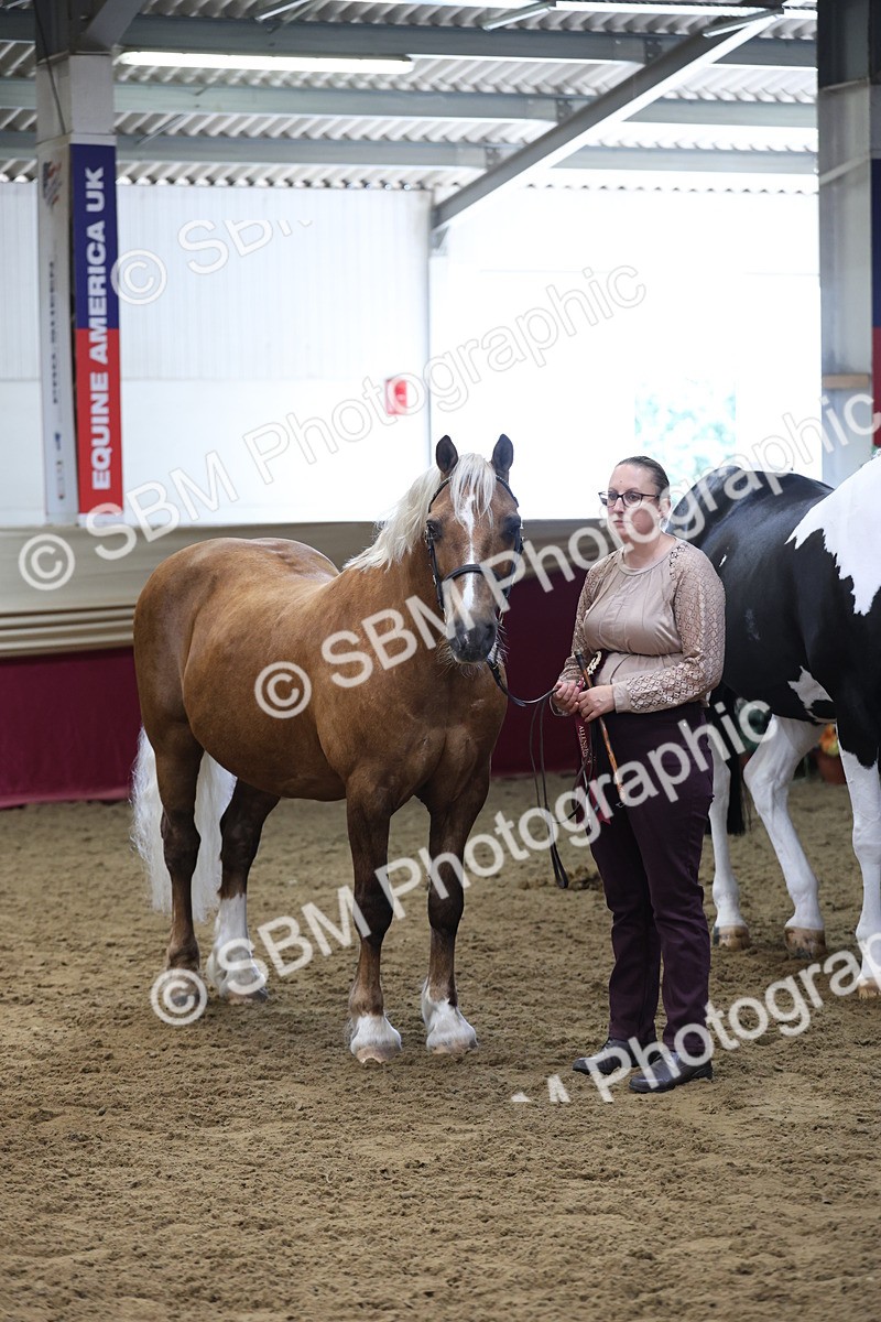 SBM_23421 - Class 903 - Supreme Final - IH Pre Vet