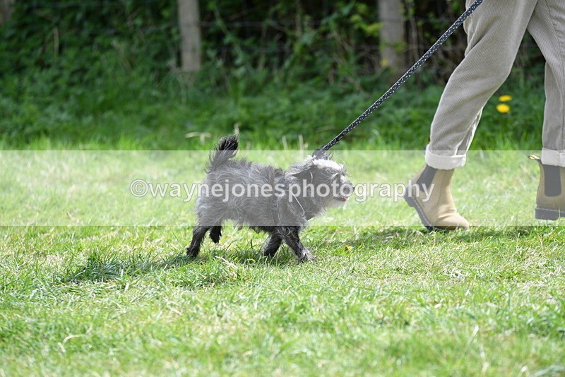 WJ5_9657 - Class 3 Most Handsome Dog