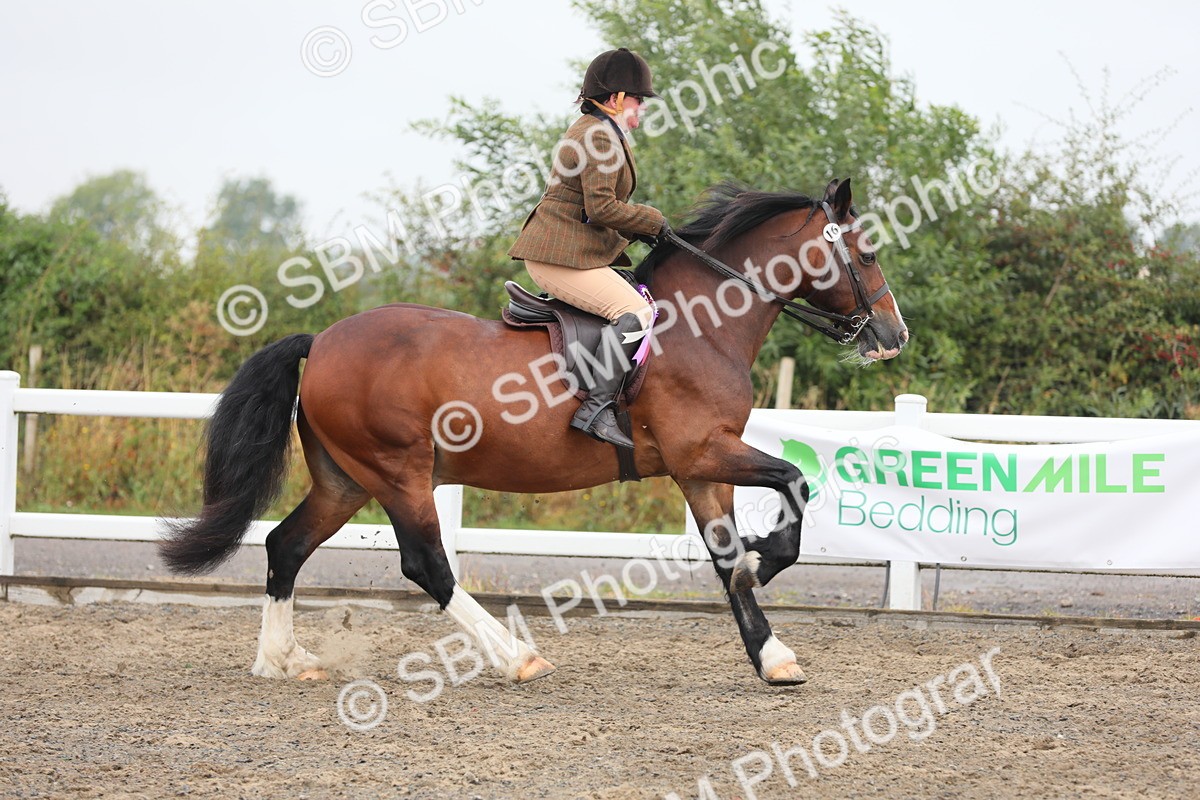 SBM_21437 - Class 805 - Ridden Veteran Horse