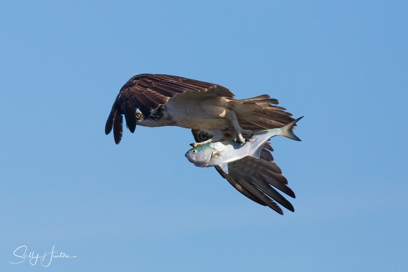 Osprey with Greenback 4