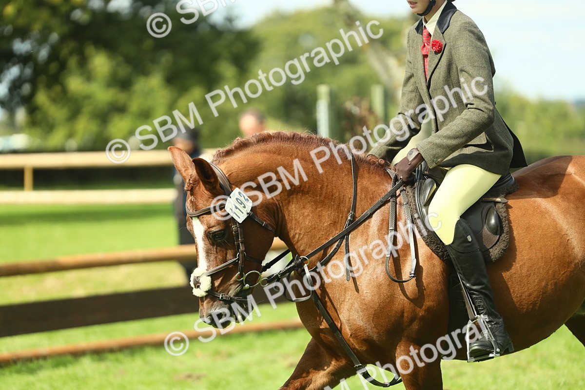 SBM_44576 - S31 - Working Hunter Pony