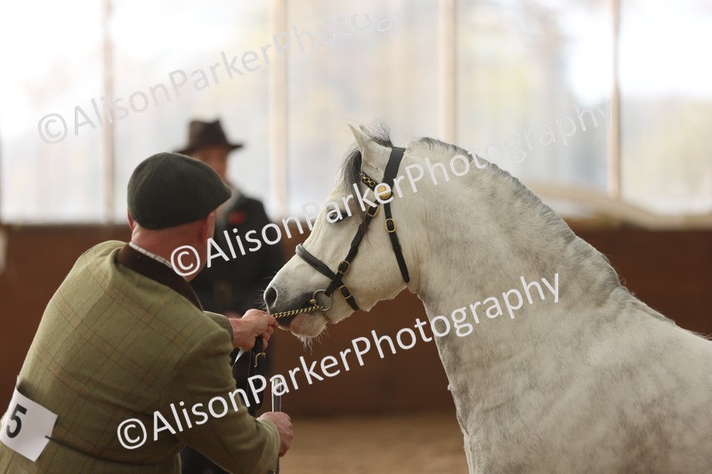 20251109-0529 - Class 20 - Stallions 4 Years and over