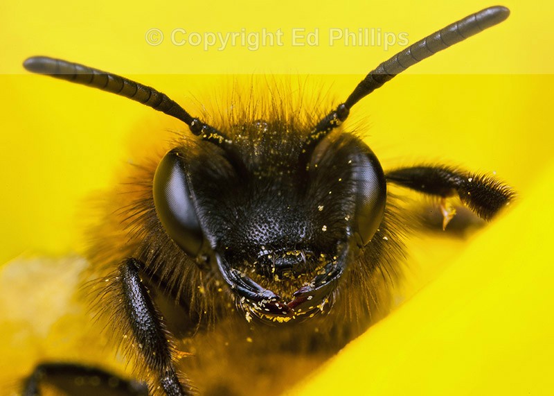 Andrena bicolor (f)