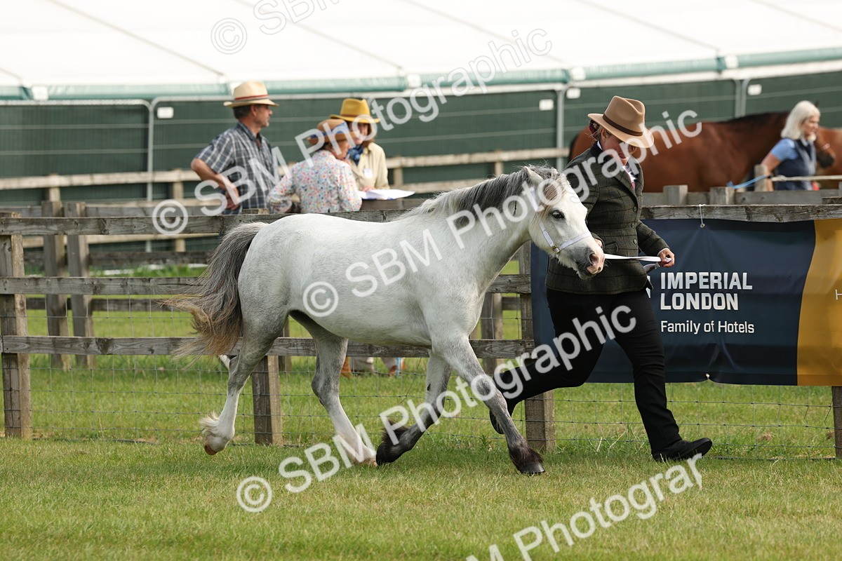 SBM_00516 - Class 6-13 - Mountatin and Moorland In Hand Welsh Breeds