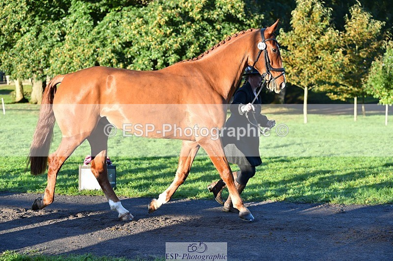 231022-085254-21421 - 648-FRIARSHILL.CHARLES-Caroline.Wilkinson-TrotUp+SJ