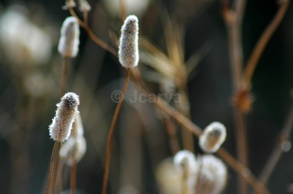 Blurred Lights - Flowers and Plants