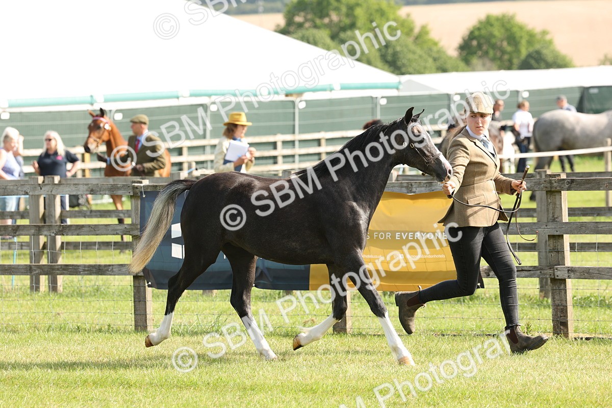 SBM_00684 - Class 6-13 - Mountatin and Moorland In Hand Welsh Breeds
