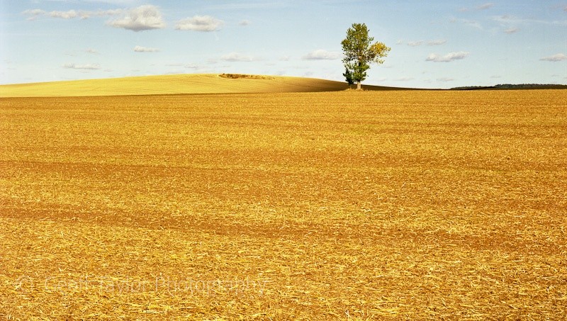 White Hill from Glebe Cottages - A Rural Landscape