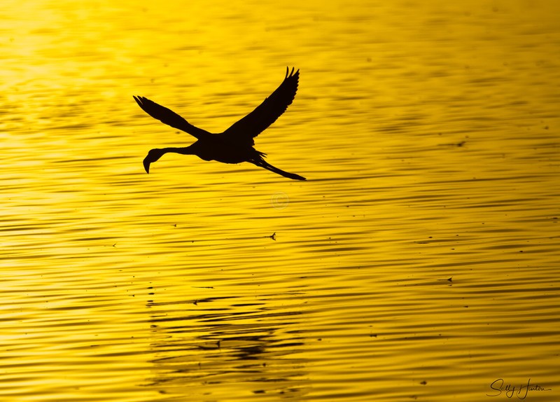 Flamingo Flying at Sunset