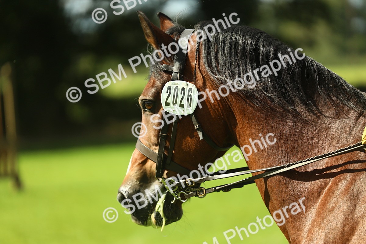 SBM_42958 - S30 - M&M Working hunter Pony