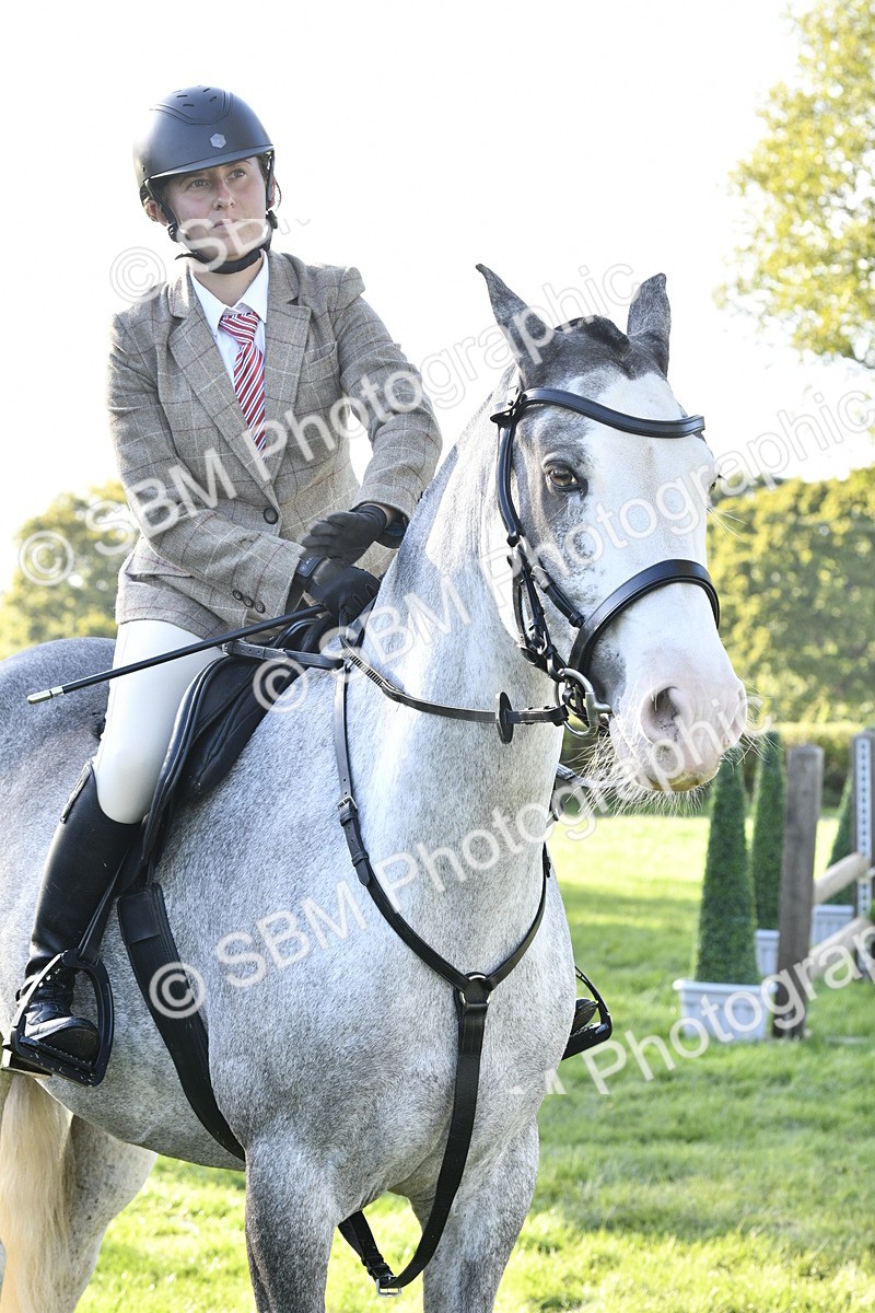 SBM_52250 - S35 - Working Hunter & Working Show Horse
